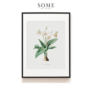 Impression d&#39;art botanique blanche. Impression d&#39;art Crinum Giganteum. Affiche botanique. Illustration botanique. Impression d&#39;art fleur antique. SAP-AA0099