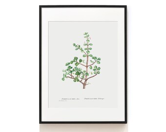 Succulent Print . Portulacaria Afra Art Print . Botanical Art Print . Botanical Illustration . Succulent Art Print . SAP-AA0128