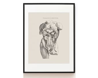 Female Body Anatomy Art Print . Human Anatomy . Vintage | Etsy
