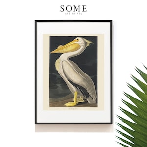 Vintage Audubon American Pelican . Bird Print . Pelican Poster . Beach Art . Coastal Art . Audubon Bird Prints . Sea Bird . SAP-AA0235