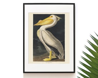 Pelícano americano Audubon vintage. Impresión de pájaros. Cartel pelícano. Arte de playa. Arte Costero. Impresiones de pájaros de Audubon. Ave marina. SAP-AA0235