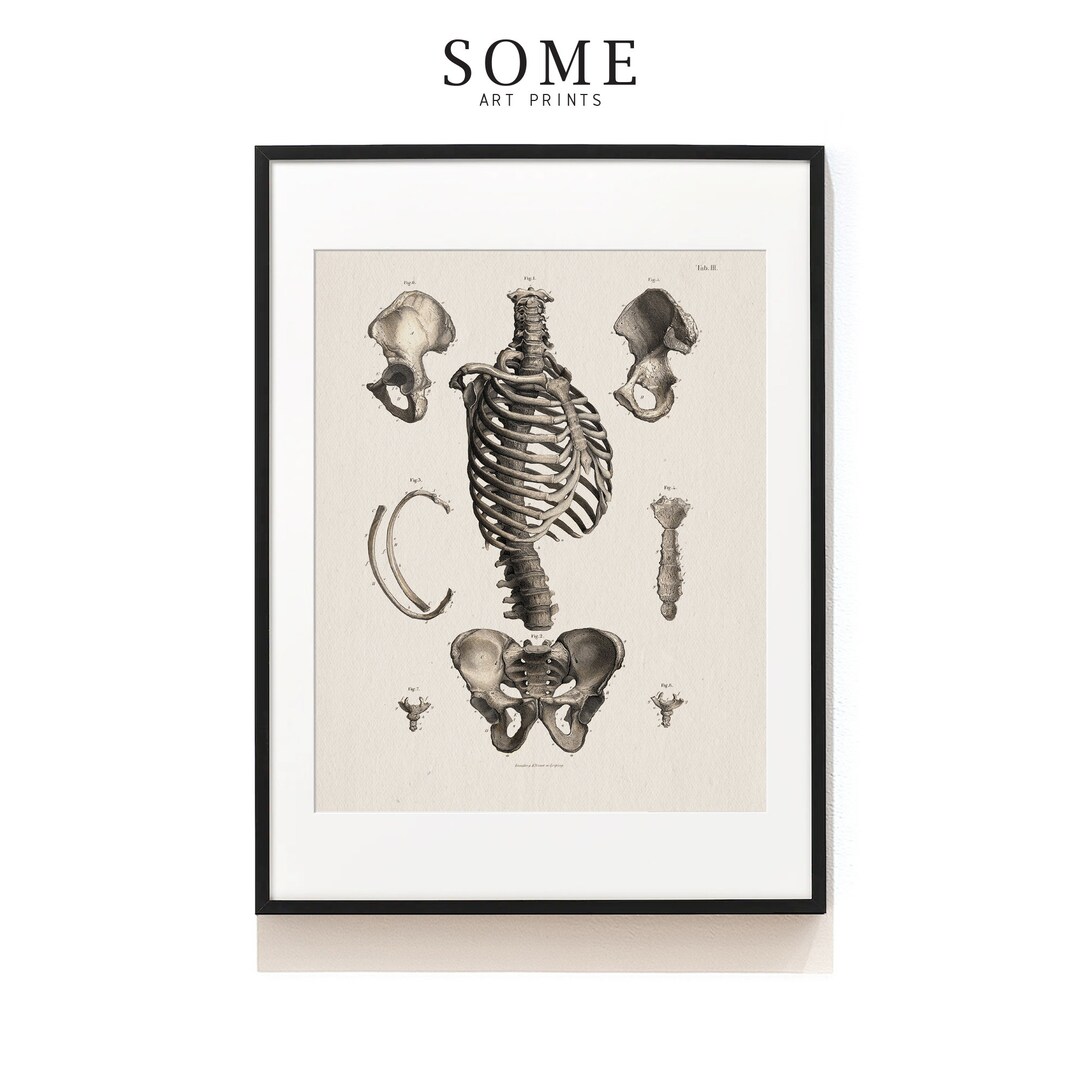 Human Skeleton Wall Decor . Anatomy Art Print . Vintage Illustration ...