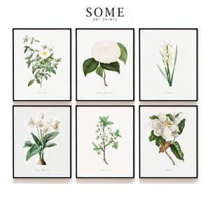 White Botanical Print Set of 6 . Antique Botanical Prints . Botanical Prints . Vintage Botanical Wall Art . SAP-DS6-0002 . 96-101