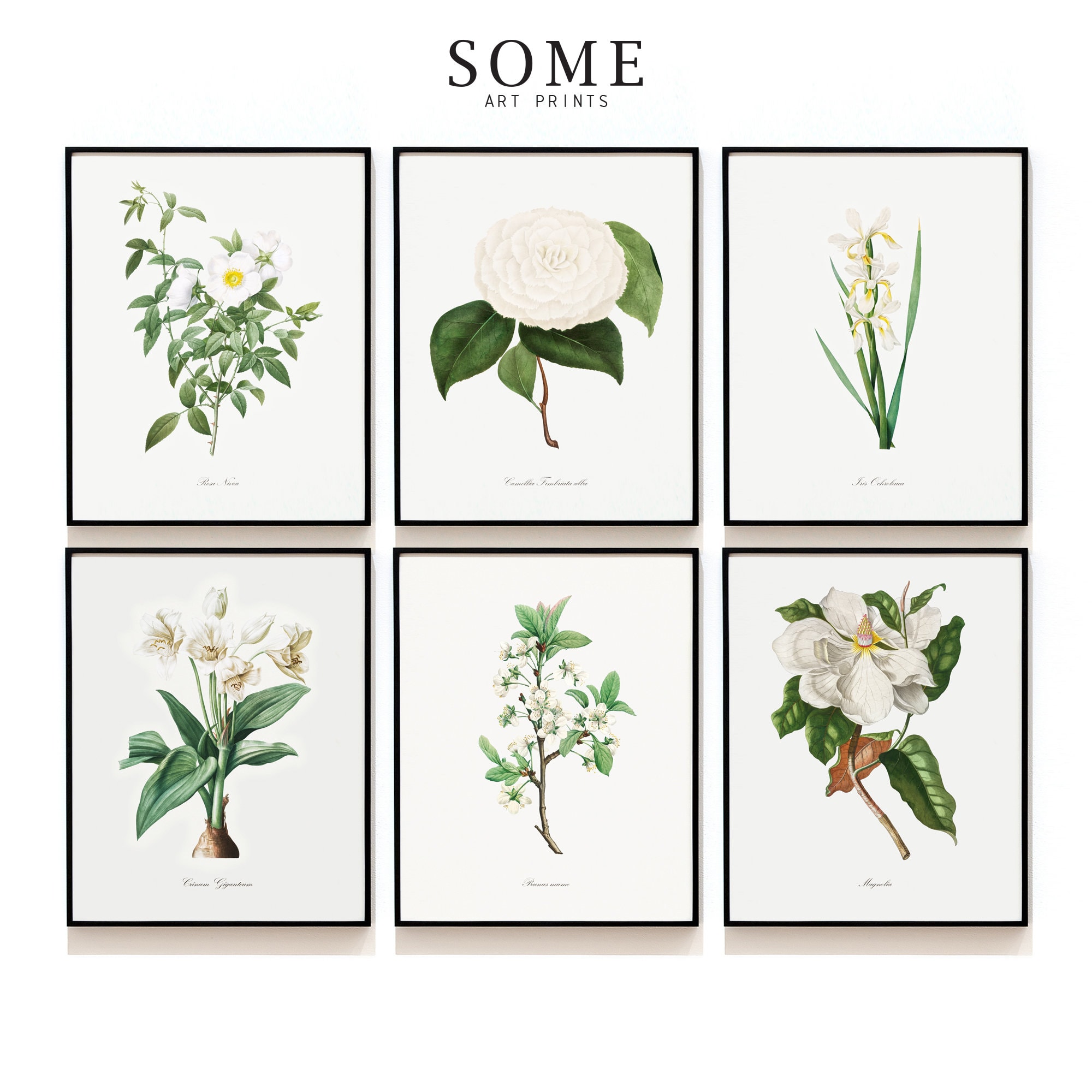 White Botanical Print Set of 6 . Antique Botanical Prints . Botanical ...