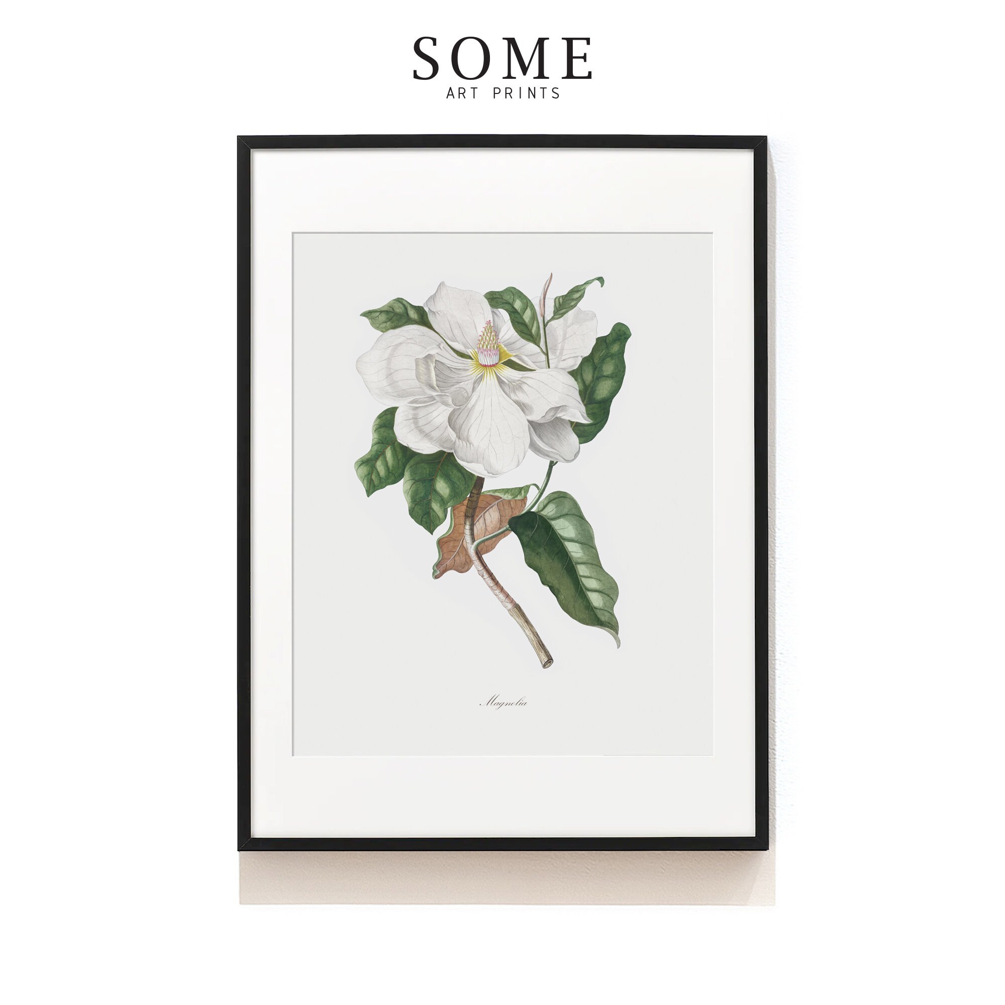 White Botanical Print Set of 6 . Antique Botanical Prints . Botanical ...
