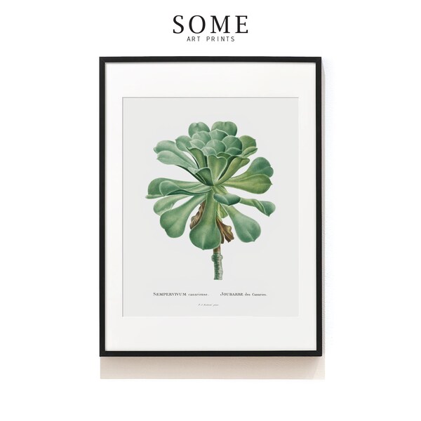 Succulent Prints . Cactus Print . Botanical Art Print . Botanical Illustration . Succulent Art Print . SAP-AA0122