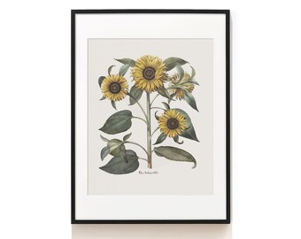 Sunflower Trio Print . Botanical Art Print . Antique Flower Print . Country Farmhouse Wall Decor . Sunflowers Gift . SAP-AA0194