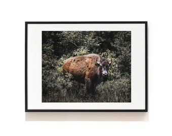 Bison Print . Buffalo Photography . Wilderness Animal Print . Buffalo Wall Decor . Bison Poster . Southwestern Style Home . SAP-AA0192