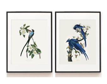 Audubon Birds Print Set of 2 . Vintage Blue Bird Art Prints . Bird Lover Gift . Botanical Prints . Bird Print Set . SAP-DS2-0003 . 140 . 141