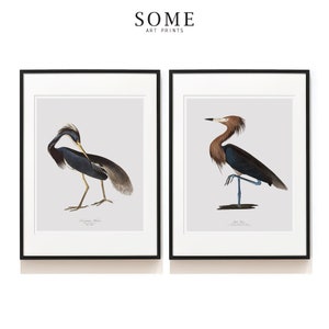 Audubon Birds Print Set of 2 . Vintage Louisiana Heron Art . Purple Heron Bird Print . Bird Lover Gift . Bird Print Set . SAP-DS2-0010.84.85