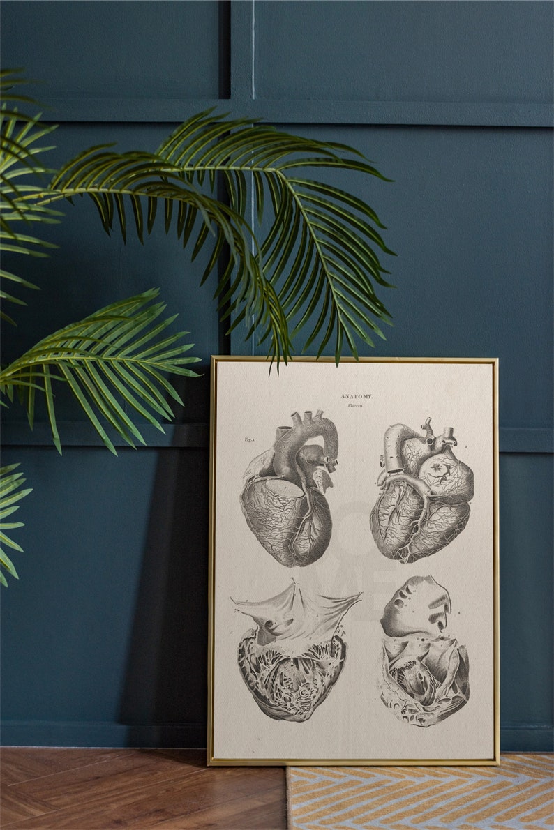 Human Heart Print . Anatomy Wall Art . Cardiothoracic Surgeon Gift ...