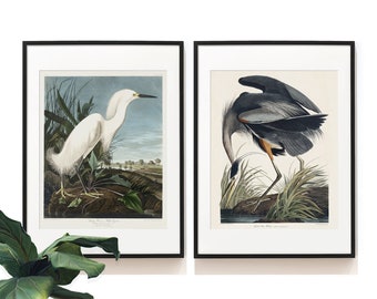 Snowy Heron . Vintage Bird Print Set . Audubon Bird Posters . Great Blue Heron Print . Birds Lovers Gift . SAP-DS2-0012 .  233 . 237