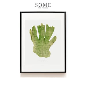 Large Fern Leaf Print . Vintage Fern Art Print . Woodland Fern Print . Botanical Illustration . Fern Poster . Big Leaf Print . SAP-AA0136