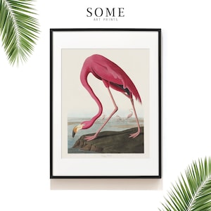 Vintage Vogel Druck. Flamingo Druck. Audubon Vogel Druck . Rosa Flamingo Vogel Poster. Audubon Vögel von Amerika. Costal Art. SAP-AA0236
