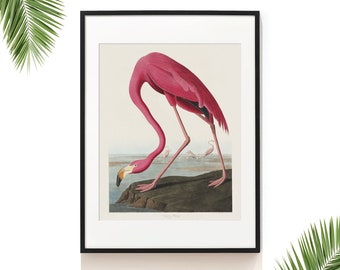 Vintage Bird Print . Flamingo Print . Audubon Bird Print . Pink Flamingo Bird Poster . Audubon Birds of America . Costal Art . SAP-AA0236