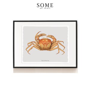 Op de afbeelding: Een ingelijste illustratie van een rode krab op een lichtgrijze achtergrond. De tekst "Deep Sea Red Crab" is onder de krab gedrukt.
