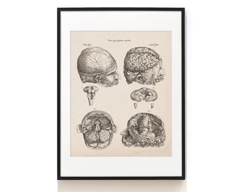 May include: A vintage anatomical illustration of the human brain, showing different views of the organ. The image is in black and white and features detailed drawings of the brain's structure.