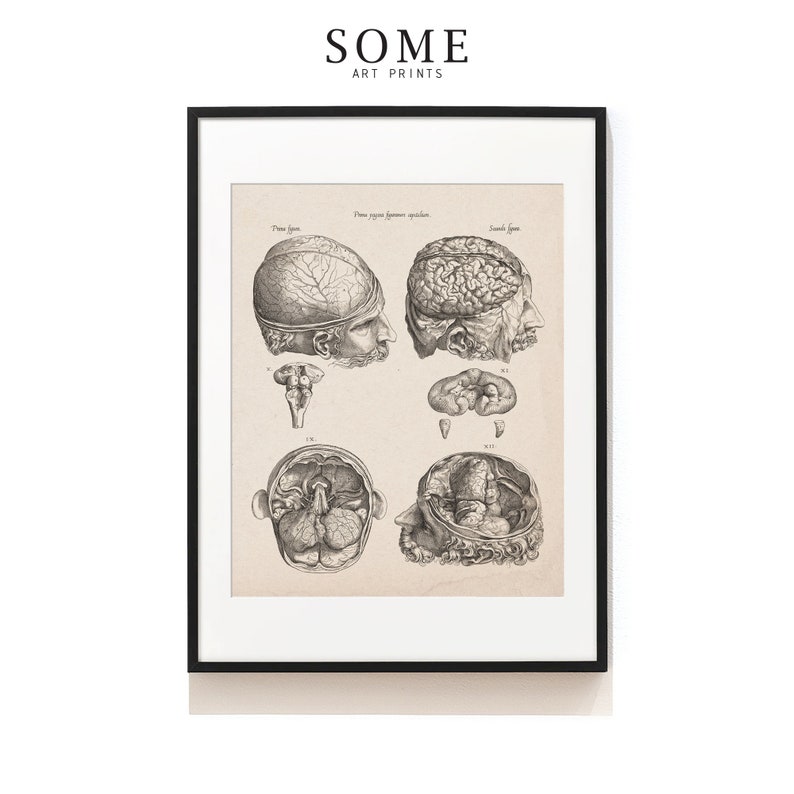 Human Brain Print . Neurologist Gift . Human Brain Anatomy . Vintage ...