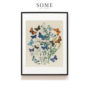 Butterflies Print . European Butterflies and Moths by William Forsell Kirby . Vintage Butterflies Wall Art Print .  SAP-AA0248
