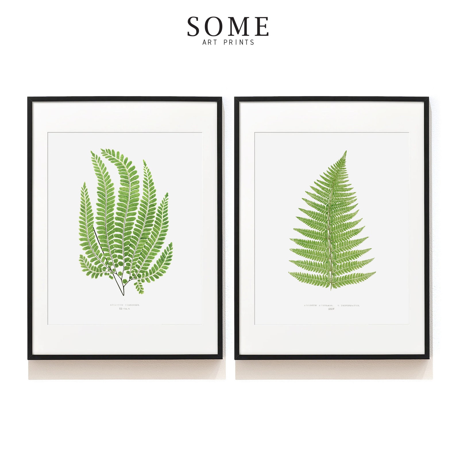 Vintage Fern Print Set of 2 . Botanical Art Print . Fern Illustration ...