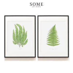 Vintage Fern Print Set of 2 . Botanical Art Print . Fern Illustration . Botanical Print . Woodland Nursery Decor . SAP-DS2-0006 . 132 . 133