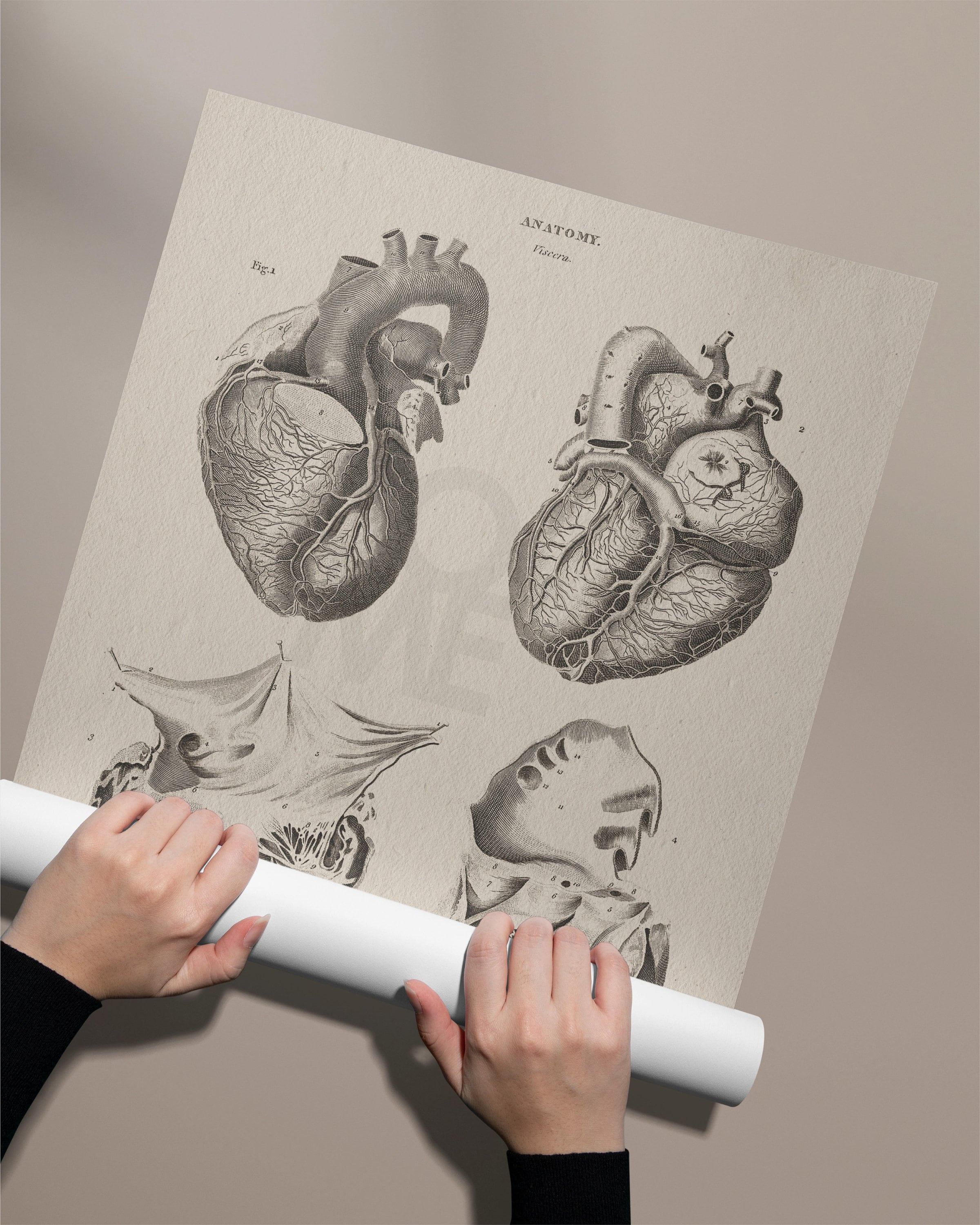 Human Heart Print . Anatomy Wall Art . Cardiothoracic Surgeon Gift ...