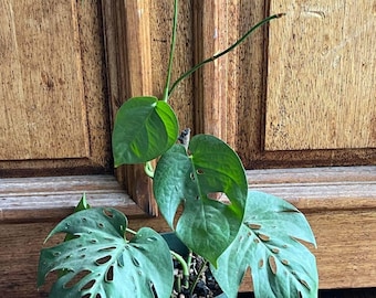 philodendron emerald green Variegated Philodendron Emerald Queen #3 – Plants by Victoria Crystal main image 0