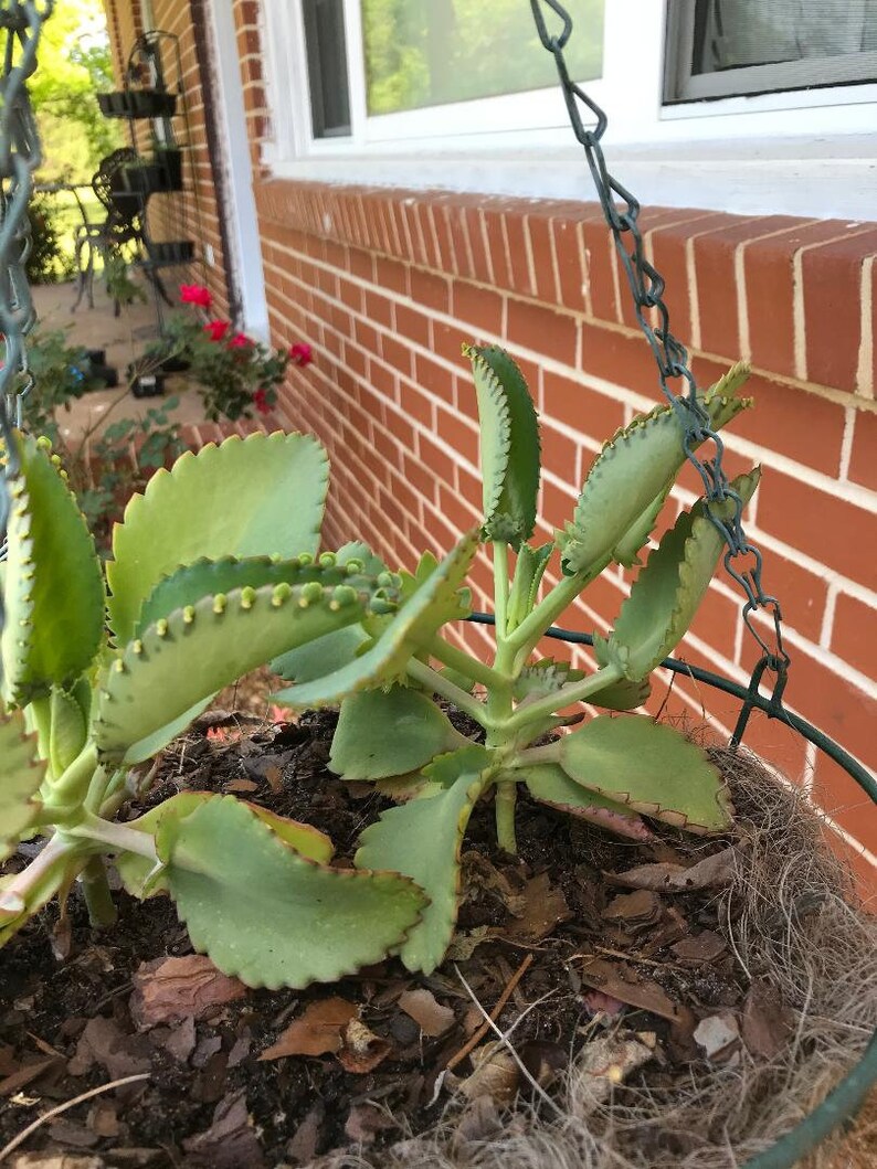 Mother of Thousands Plant Pregnant Plant Etsy