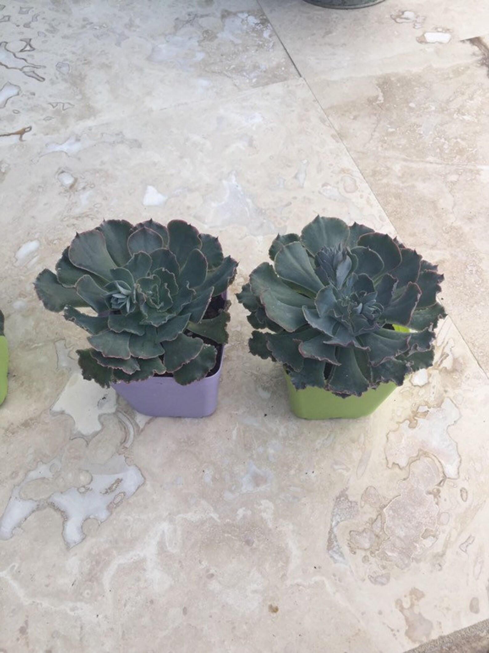 Cute Live Lettuce like Succulents Rooted. Two Etsy