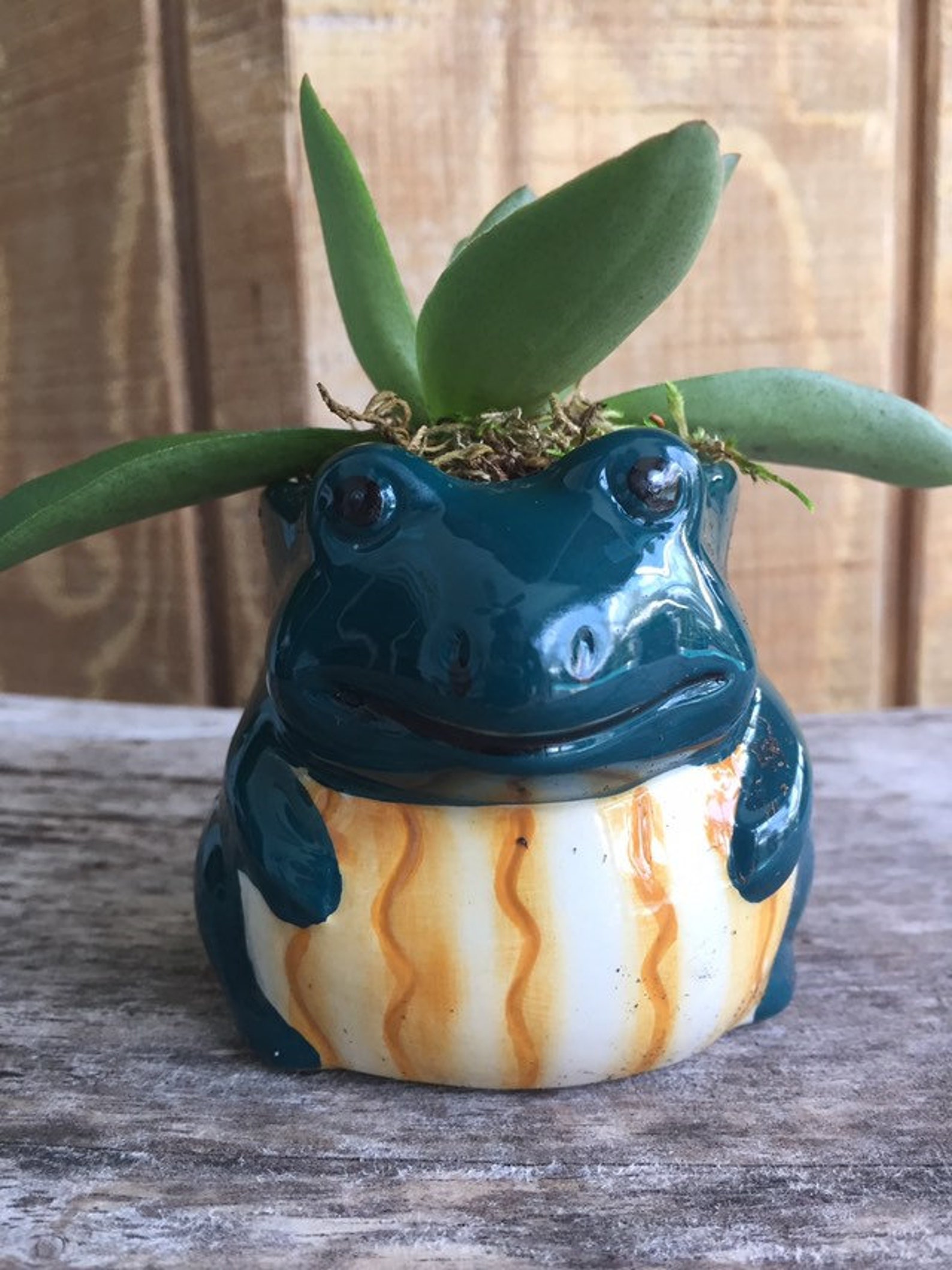 Cute Frog ceramic Animal Planter pot with Live Succulent Etsy