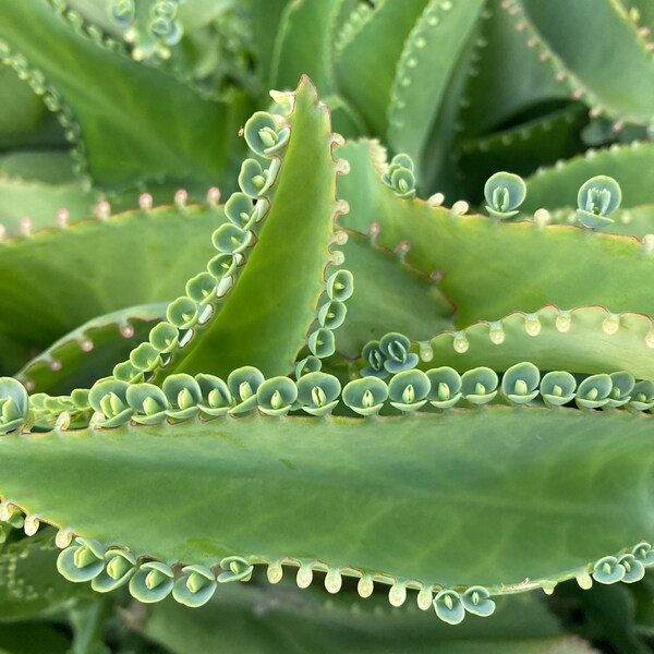 Cute Live "Mother of Thousands" Succulent Plant Cutting. AKA Widows-Thrill, Mexican Hat Plant, Alligator Plant, Maternity Plant