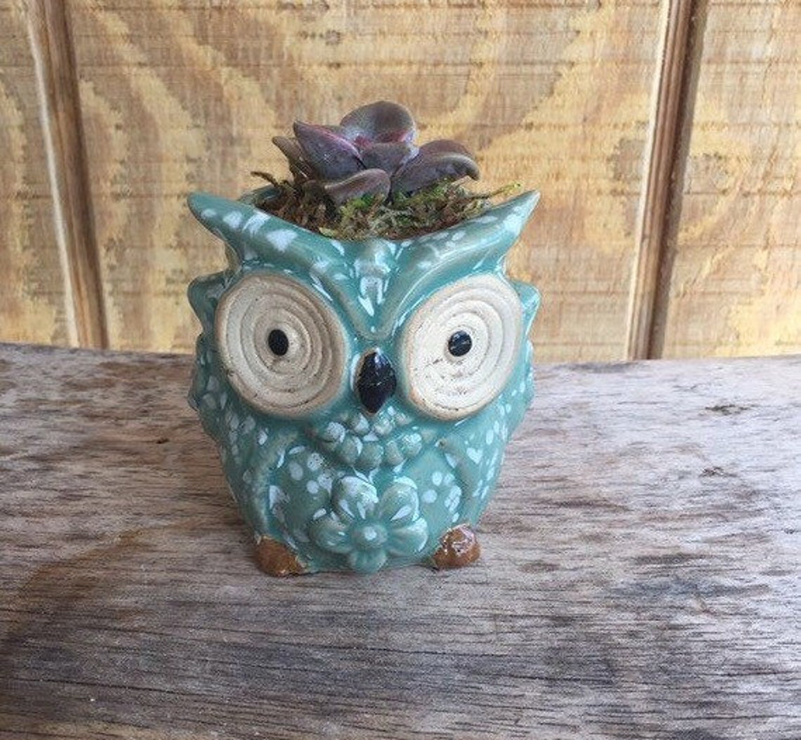 Cute Owl animal ceramic pot Planter with Live Succulents Etsy