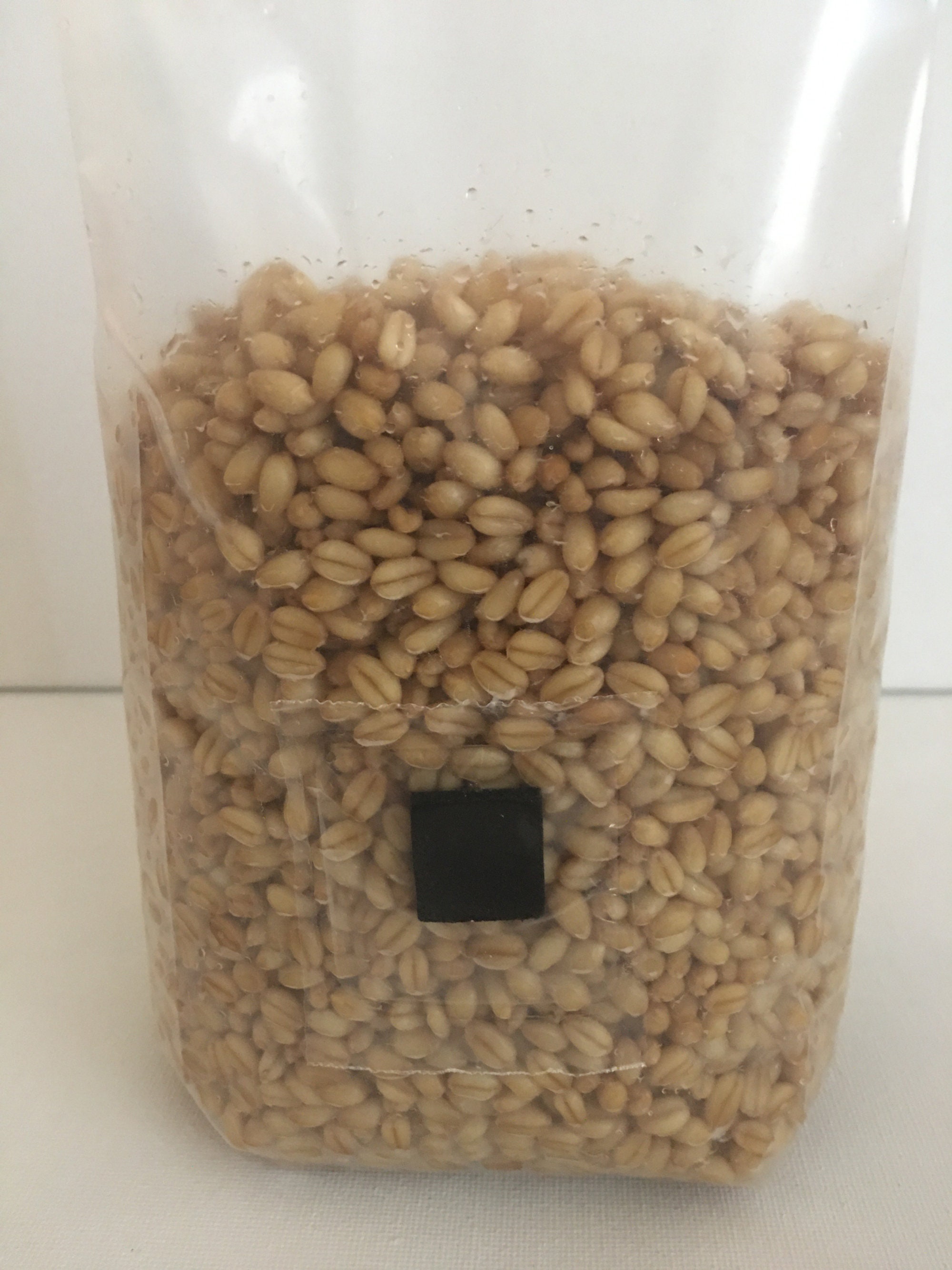 2 X 2 Lb. Wheat Grain Spawn Substrate Bags Madetoorder Etsy