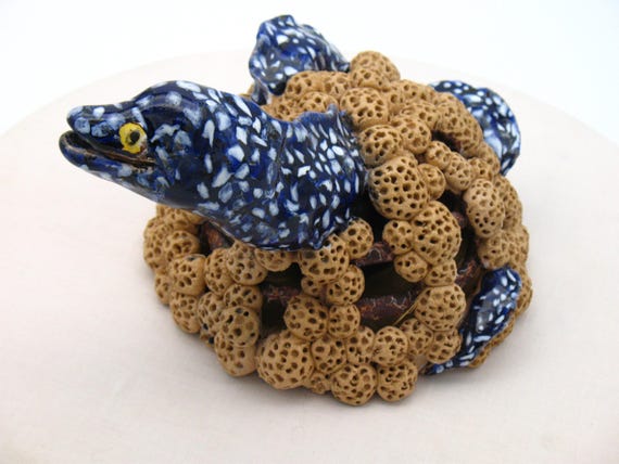 Moray eel in the reef