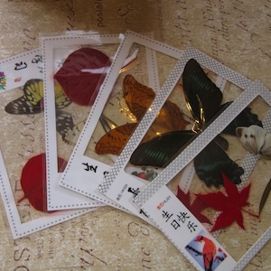 Auténtica mariposa y flor espécimen postales / chino vintage encontrado en el mercado en París / mariposas reales / marco o añadir al proyecto creativo