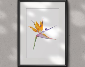 Impresión artística en acuarela de Ave del Paraíso: Strelitzia Reginae Giclée