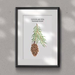 PINE CONES fine art GLICEE prints - floral art print -  watercolour art print - wall décor- house warming picture- watercolour prints