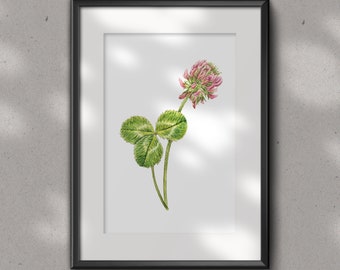 PINK CLOVER Fine Art Glicee PRINT - floral art print -  watercolour art print - wall décor - wild flowers