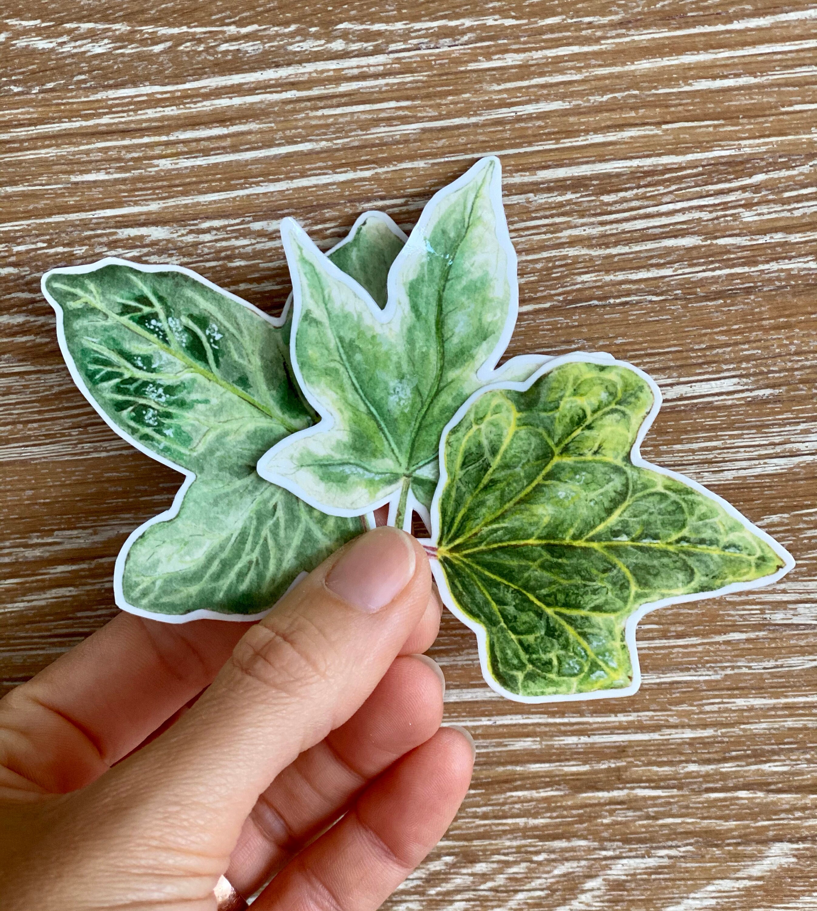 IVY LEAVES STICKERS Waterproof Sticker Nature Sticker Pack Etsy Australia