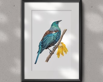 Impresión artística en acuarela de tui neozelandés: decoración de pared de ornitología