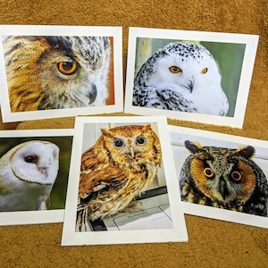 Owls #2 - Photo greeting cards
