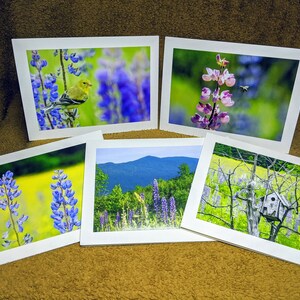 Lupines - Photo greeting cards