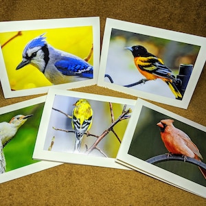 Achtertuin Vogels #2 - Foto wenskaarten