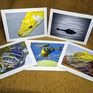 Könnte beinhalten: Fünf Grußkarten mit verschiedenen Tierbildern. Die Karten sind weiß mit einem weißen Rand. Die Bilder zeigen eine gelbe Schlange, ein Schwarzweißbild eines Vogels im Wasser, eine Schildkröte, einen grünen Frosch und einen gelben und braunen Eidechsen.