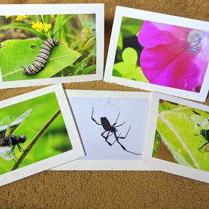Puede incluir: Cinco tarjetas de felicitación con diferentes imágenes de insectos. Las tarjetas son blancas con un borde blanco. Las imágenes incluyen una oruga monarca en una hoja verde, una libélula en un tallo verde, una araña negra sobre un fondo blanco, una abeja en una flor rosa y un escarabajo marrón y blanco en una hoja verde.