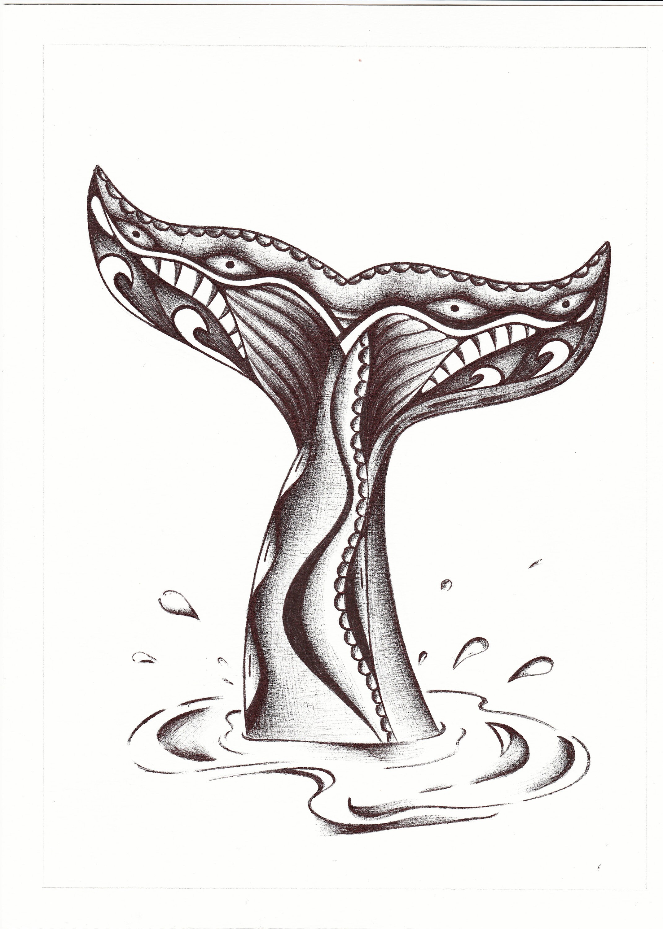 Cola De Ballena Dibujo