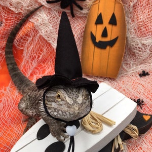 Witch hats for pets!! Beardie witch hat!