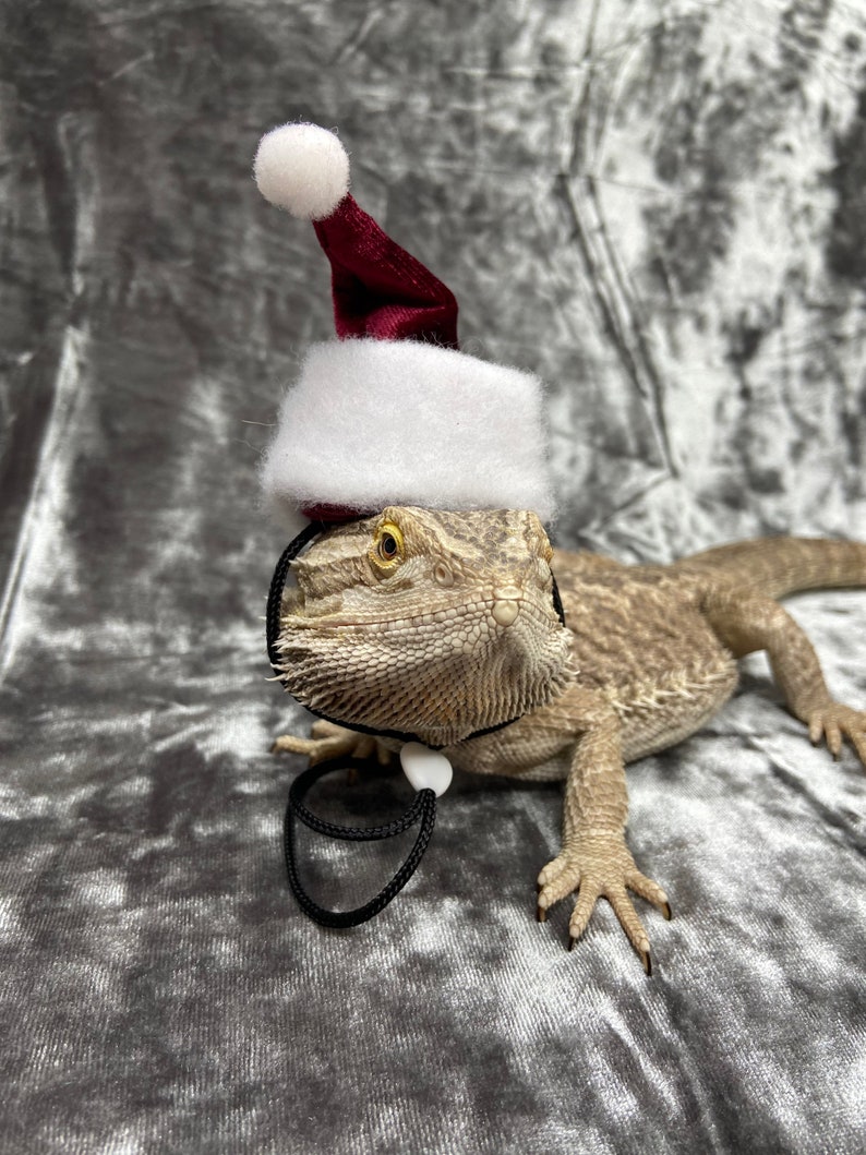 bearded dragon christmas outfits