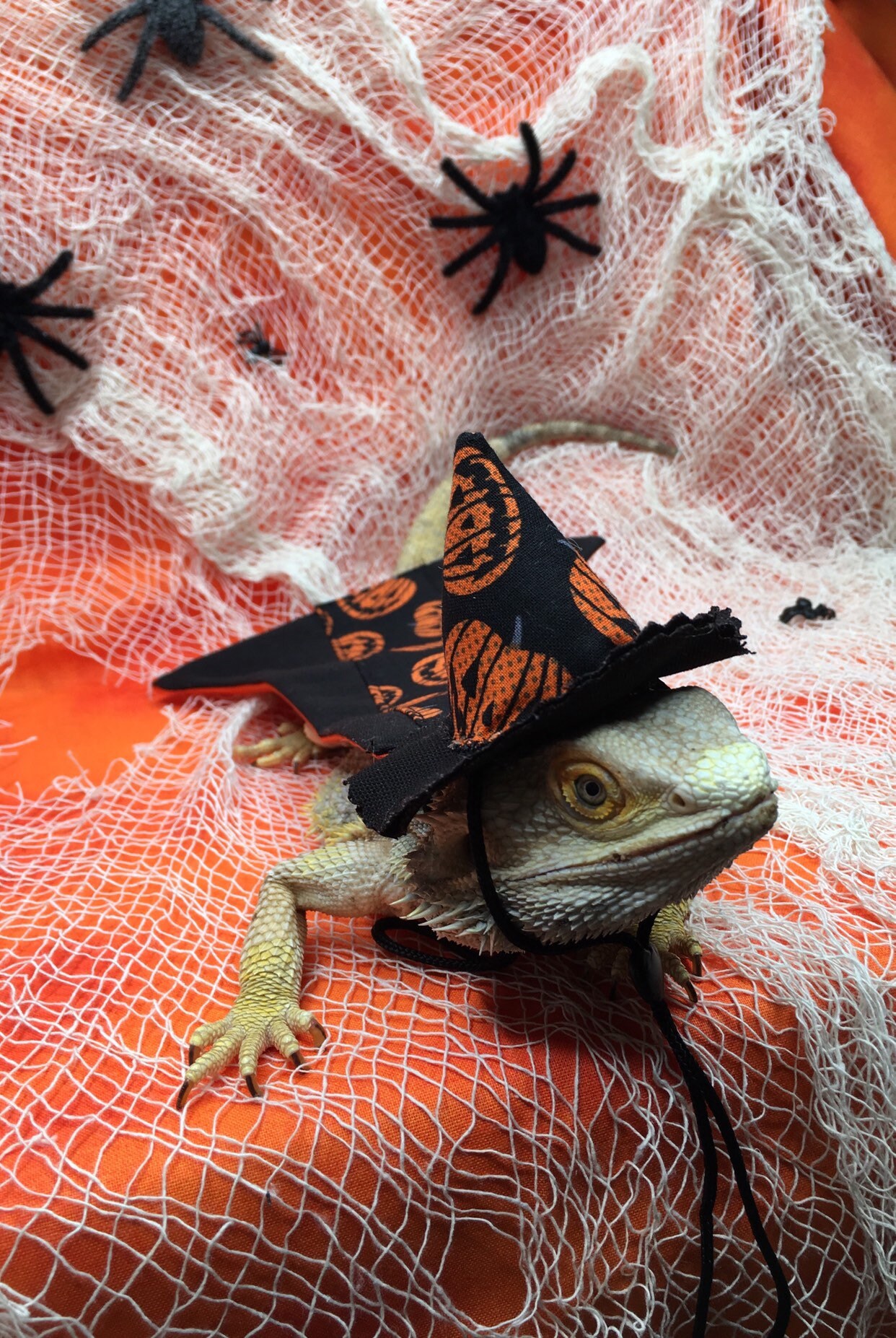 Bearded dragon costumes Halloween costumes for lizards With Etsy
