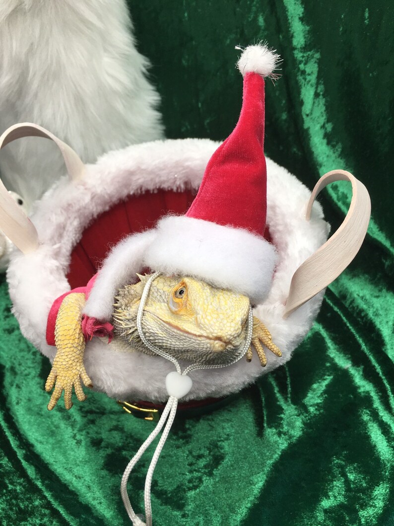 bearded dragon christmas outfits